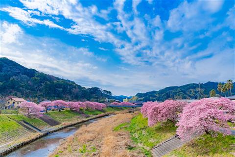 みなみの桜と菜の花まつり